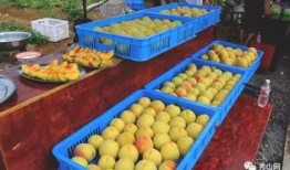 上海吃瓜比赛视频