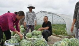 盘龙区吃瓜群众,揭秘社区生活百态