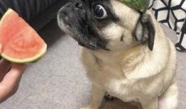 沉浸吃瓜表情包,表情包带你领略网络狂欢