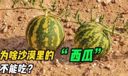 在沙漠里边吃瓜,沙漠瓜果美食之旅