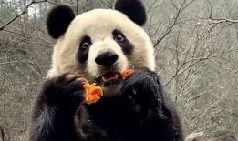 带你吃瓜熊猫有多强