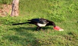 吃瓜喜鹊视频,揭秘娱乐圈幕后趣闻