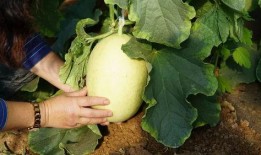 带你吃瓜背诗,感受古典诗词的魅力