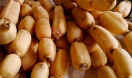 吃藕丑吃瓜胍,探寻美食背后的趣味与智慧