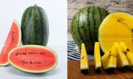 推文自由吃瓜,畅享网络时代的信息盛宴