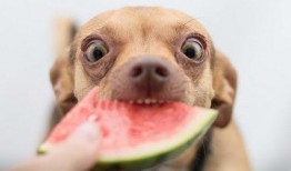 狗狗快速吃瓜,萌态十足！