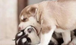 哈士奇狗吃瓜,一场欢乐的美食冒险