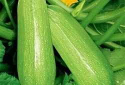 吃瓜不吃瓜,揭秘娱乐圈背后的真相与争议