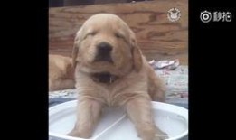 孟菜狗吃瓜,一场关于美食与友谊的盛宴