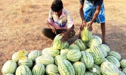 农村人种瓜摘瓜吃瓜视频,农村人种瓜摘瓜吃瓜的欢乐时光