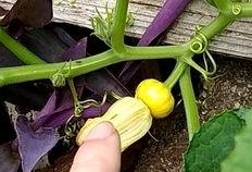 生瓜花可以吃嘛,能否食用及其营养价值探讨