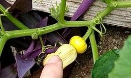 生瓜花可以吃嘛,能否食用及其营养价值探讨