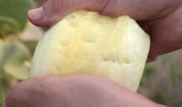 脆瓜怎么吃啊,探索脆瓜的多样美味