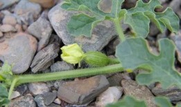 吃瓜苗的瓜,揭秘吃瓜苗的奇妙之旅