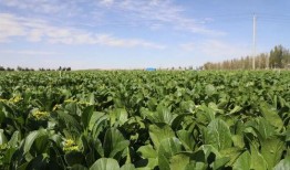 金昌天庆吃瓜,一场吃瓜盛宴背后的故事