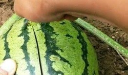 简简单单吃瓜,轻松享受夏日清凉时光