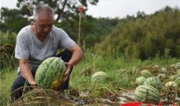 福建吃的瓜,瓜果飘香，味蕾盛宴