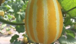 在这吃瓜的年代,揭秘网络舆论场中的热点追踪与反思