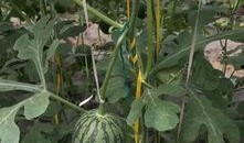 瓜田后花园吃瓜,揭秘吃瓜群众的欢乐盛宴