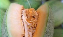 冬季上火吃哈密瓜,哈密瓜来解燥润燥