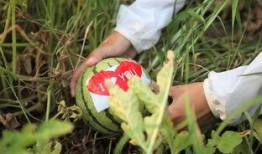 i love吃瓜,网络热词背后的文化现象