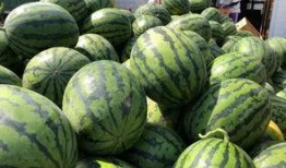 安徽砀山吃瓜,探寻安徽砀山特色吃瓜文化