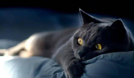 黑猫吃瓜网站,揭秘娱乐圈幕后真相，带你领略明星们的真实生活