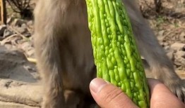 猴子吃瓜是哪个,揭秘动物界的趣味食趣