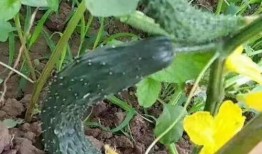 徐水吃啥瓜,探寻当地特色美食之旅