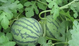 代购圈吃瓜图片,揭秘吃瓜图片背后的代购圈秘密