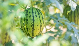 福建吃的瓜,瓜果飘香，味蕾盛宴