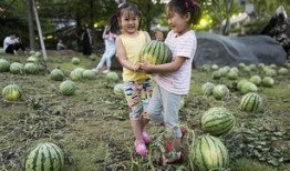 瓜田弥勒吃瓜,瓜田弥勒的悠闲食瓜时光