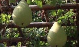 瓜田弥勒吃瓜,瓜田弥勒的悠闲食瓜时光