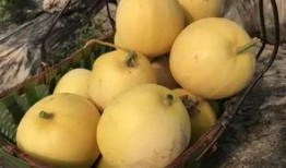 活动策划吃瓜,一场别开生面的“吃瓜”盛宴