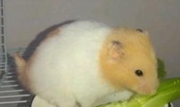 仓鼠吃不吃熟瓜,揭秘仓鼠的饮食习惯