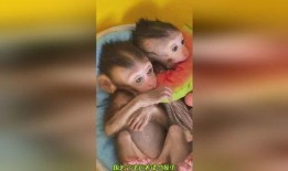 小猴吃瓜表演,趣味横生的动物表演盛宴