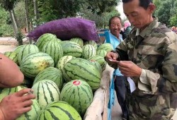 金昌天庆吃瓜,一场吃瓜盛宴背后的故事