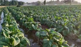 泌阳县吃瓜,探寻泌阳县特色美食之旅