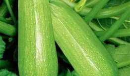 吃瓜带图,揭秘网络热议背后的趣味与真相