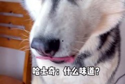 哈士奇狗吃瓜,一场欢乐的美食冒险