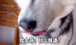 哈士奇狗吃瓜,一场欢乐的美食冒险