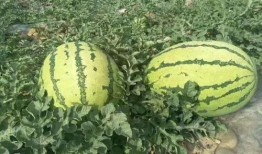 阳江最新吃瓜事件,真相竟如此惊人！