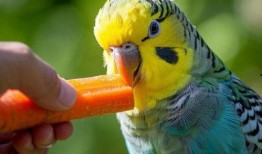 虎皮鹦鹉吃不吃瓜,揭秘它们对瓜类水果的喜爱程度