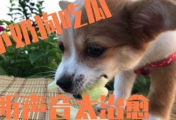 吃狗瓜的企鹅,揭秘吃狗瓜的企鹅趣闻轶事