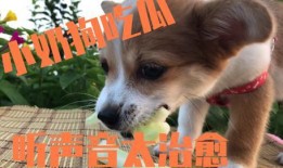 吃狗瓜的企鹅,揭秘吃狗瓜的企鹅趣闻轶事