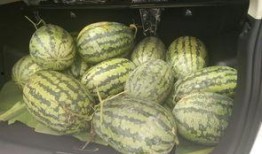 围观吃瓜的危害