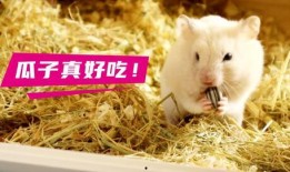 仓鼠吃不吃熟瓜,揭秘仓鼠的饮食习惯