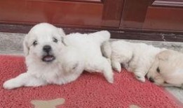 仓鼠吃不吃熟瓜,揭秘仓鼠的饮食习惯