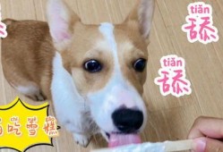 狗狗吃瓜日常,狗狗的夏日吃瓜日常