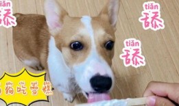 狗狗吃瓜日常,狗狗的夏日吃瓜日常